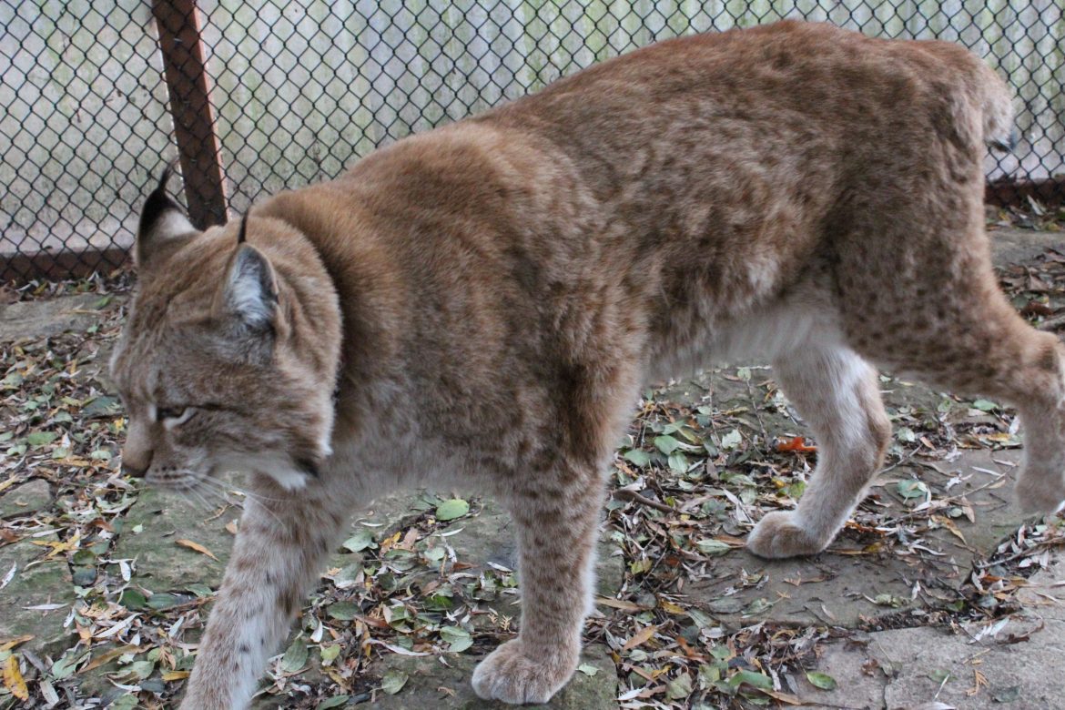 Siberian Lynx walking next to fence.