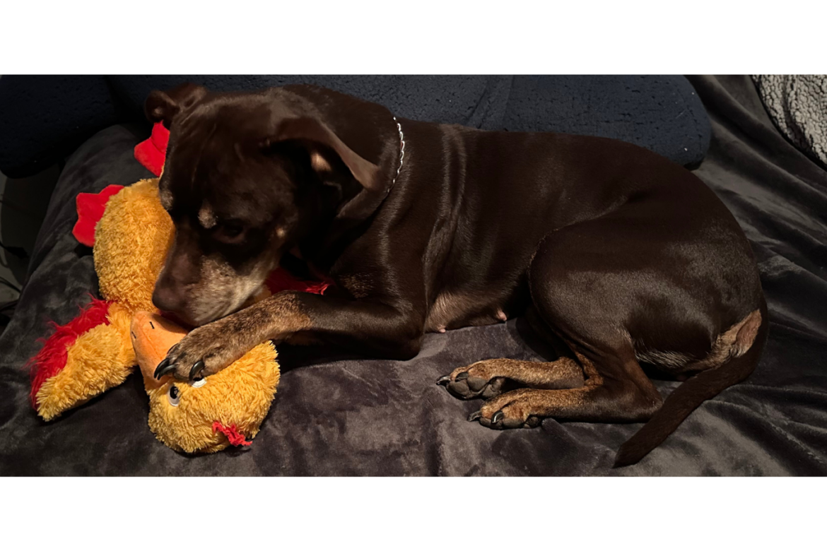 Image of small Pit bull breed dog laying on a bed with their toy between their paws.