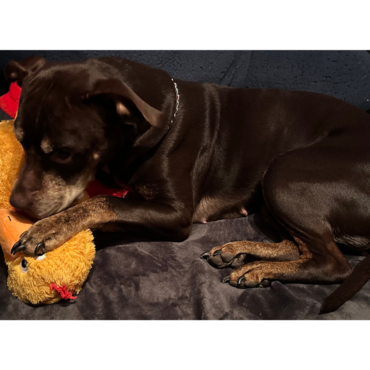 Image of small Pit bull breed dog laying on a bed with their toy between their paws.